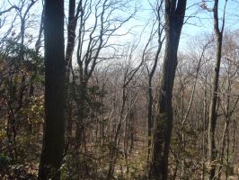 Appalacian Trail November 2011