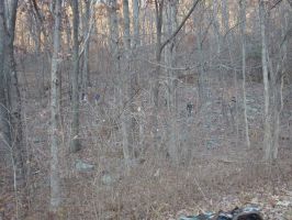 Appalacian Trail November 2011